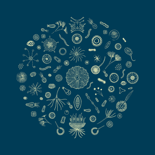 Through The Microscope - Blue Framed