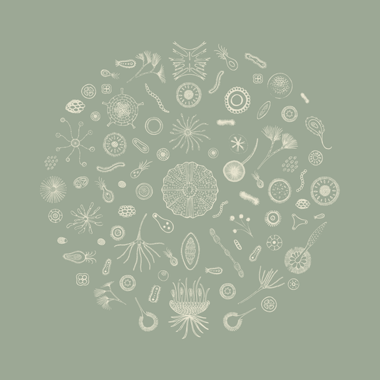 Through The Microscope - Green Framed