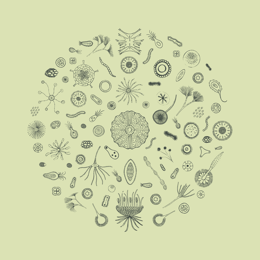 Through The Microscope - Yellow Framed